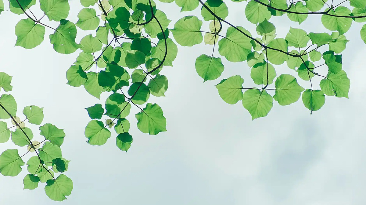 inclusive-leaves-sky